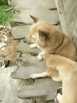 狗崽爆料视频大全最新,揭秘娱乐圈幕后真相